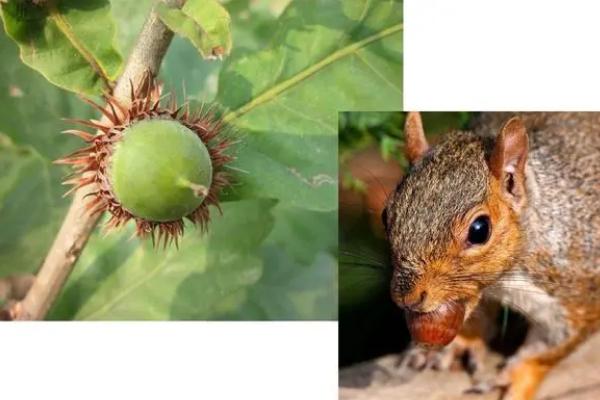 植物传播种子的方式,不同植物传播种子的方法不同