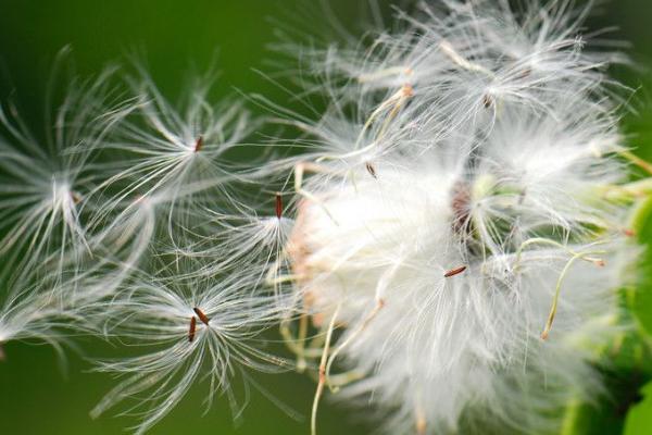植物传播种子的方式,不同植物传播种子的方法不同