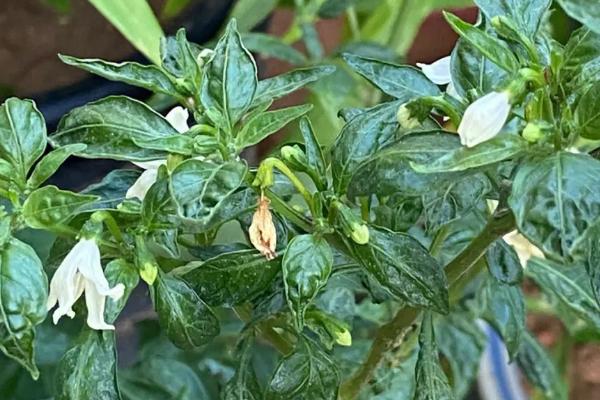 辣椒树叶子卷曲的原因,长期缺水或缺肥均会导致