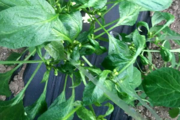 辣椒树叶子卷曲的原因,长期缺水或缺肥均会导致