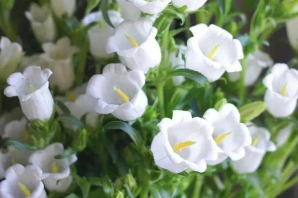 风铃草水插能放多久,水插可以养1个月左右