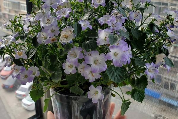 风铃草水插能放多久,水插可以养1个月左右