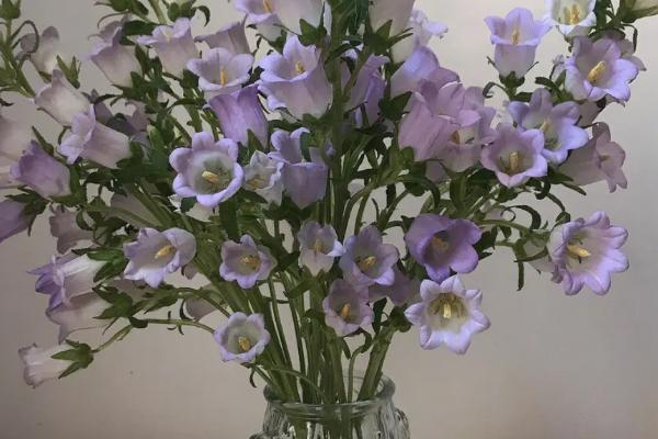 风铃草水插能放多久,水插可以养1个月左右