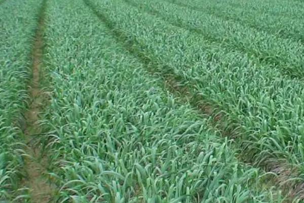 大蒜后期的管理方法，花茎抽长期可追施1-2次的氮磷钾复合肥料