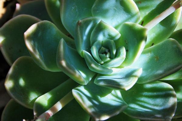 石莲花的养殖方法，冬季要做好保暖措施