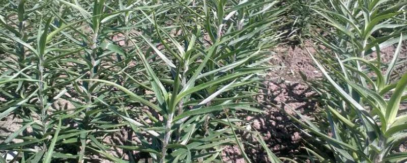 食用百合的种植方法，可在秋季8-9月播种