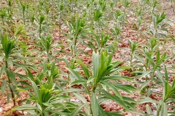 食用百合的种植方法,可在秋季8-9月播种