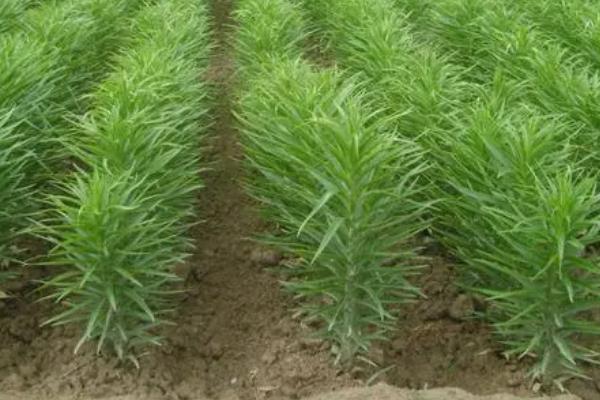 食用百合的种植方法,可在秋季8-9月播种