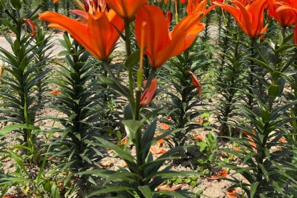 食用百合的种植方法,可在秋季8-9月播种