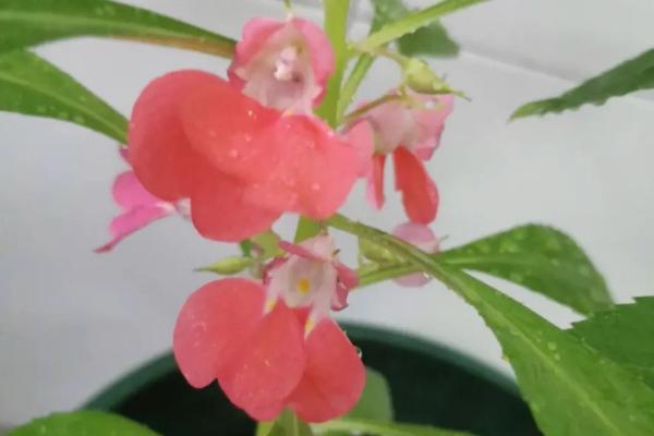 怎样种凤仙花种子,种之前用50℃的水浸种