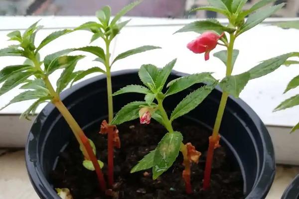 怎样种凤仙花种子,种之前用50℃的水浸种