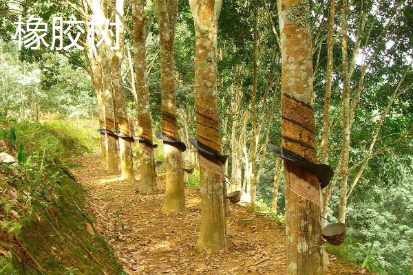 香蕉树和橡胶树的区别,种属、毒性和用途均不同