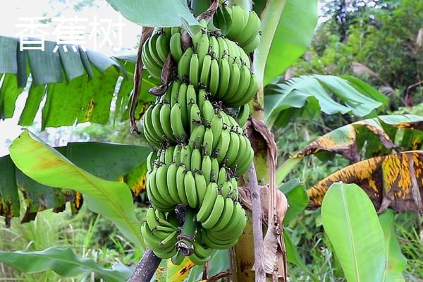 香蕉树和橡胶树的区别,种属、毒性和用途均不同