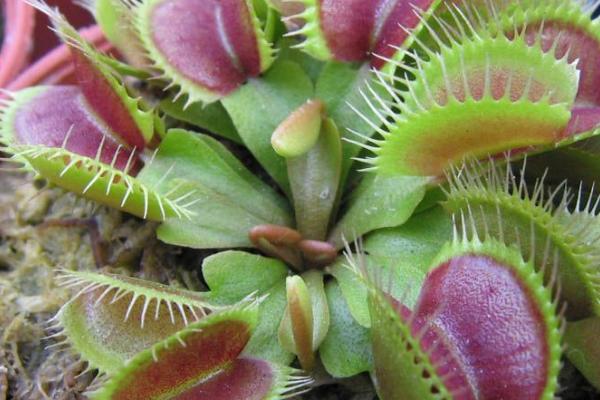 捕蝇草怎么养,养在一个20-30℃之间的环境中为佳