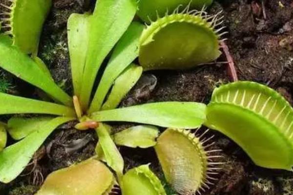 捕蝇草怎么养,养在一个20-30℃之间的环境中为佳