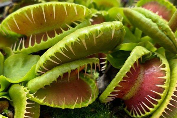 捕蝇草怎么养,养在一个20-30℃之间的环境中为佳