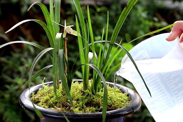 兰花的生长过程,当温度在23-28℃时便进入生长旺季