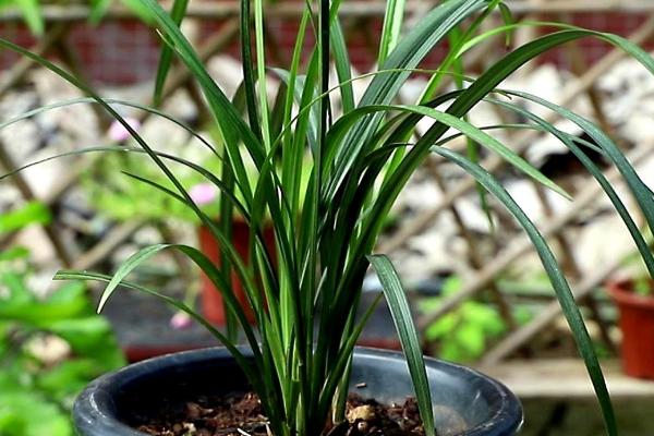 兰花的生长过程,当温度在23-28℃时便进入生长旺季