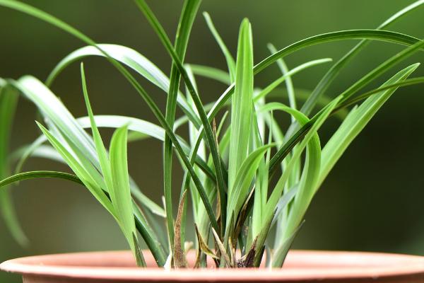 兰花的生长过程,当温度在23-28℃时便进入生长旺季