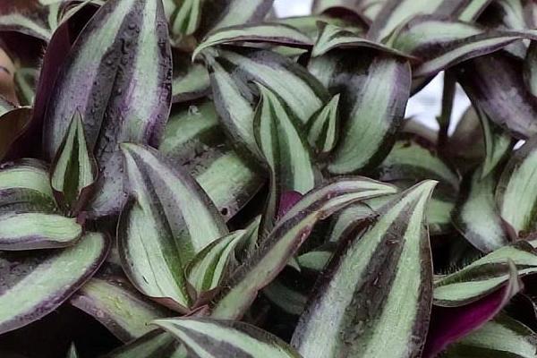 紫色吊兰叫什么名字,又名彩叶吊兰