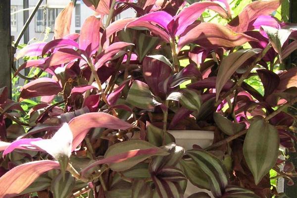 紫色吊兰叫什么名字,又名彩叶吊兰