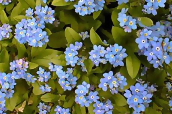 勿忘我的花语,寓意着对爱情的表达