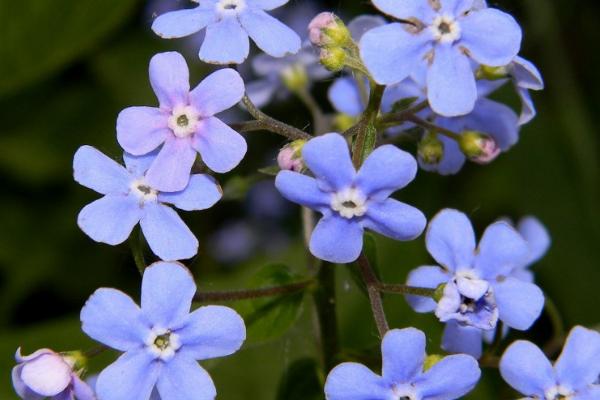 勿忘我的花语,寓意着对爱情的表达