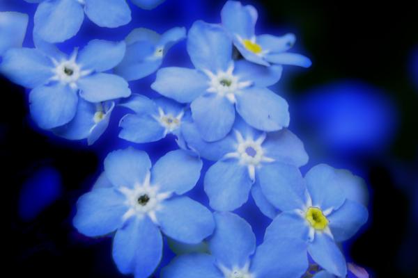 勿忘我的花语,寓意着对爱情的表达