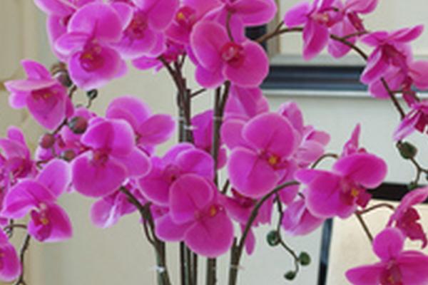 蝴蝶兰花期如何养护，需要严格控制浇水量和频次