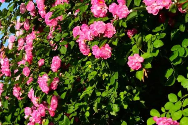 蔷薇花带根移栽能不能成活,一般可以存活、4月份移栽更合适