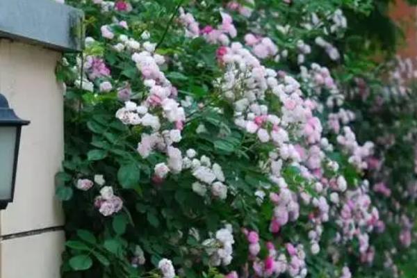 蔷薇花带根移栽能不能成活,一般可以存活、4月份移栽更合适