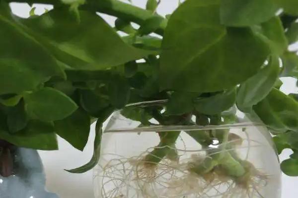 心叶日中花的水培方法,需定期换水