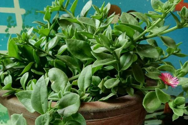 心叶日中花的水培方法,需定期换水