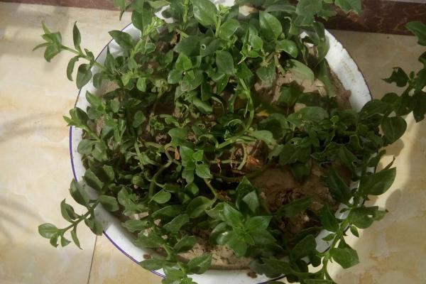 心叶日中花的水培方法,需定期换水