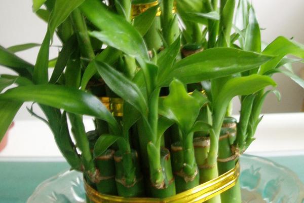 富贵竹的施肥方法,土培种植可每隔半个月追施一次复合肥