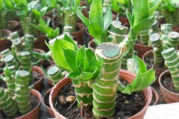 富贵竹的施肥方法,土培种植可每隔半个月追施一次复合肥