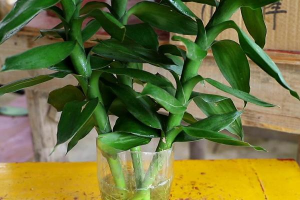 富贵竹的施肥方法,土培种植可每隔半个月追施一次复合肥