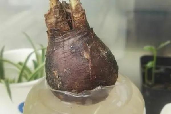 彼岸花的球茎能否水培,适应性较强可以水培