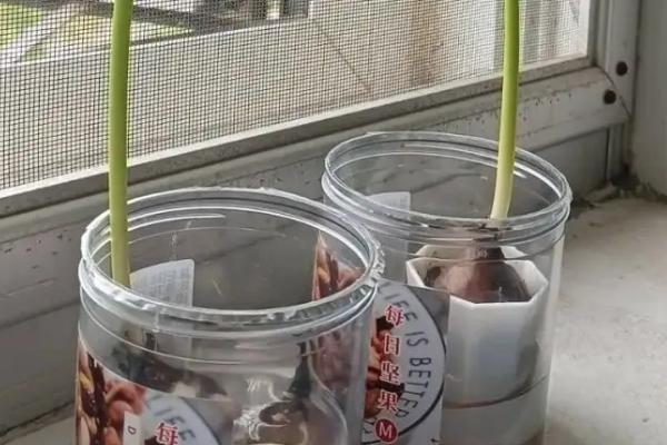 彼岸花的球茎能否水培,适应性较强可以水培