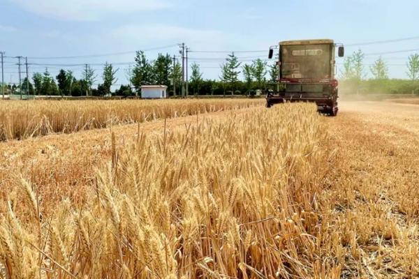 什么时间种植小麦合适,9-10月份种植为佳