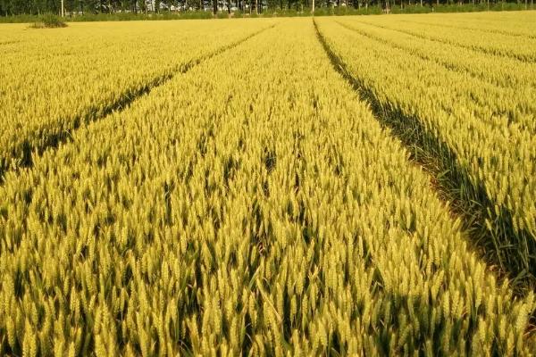 什么时间种植小麦合适,9-10月份种植为佳