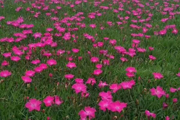 欧石竹耐寒吗，不仅耐寒还耐旱