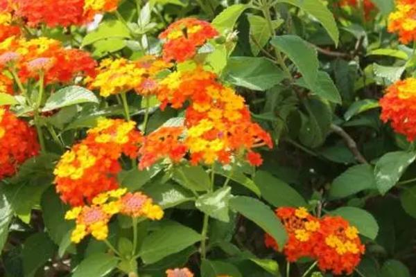 五色梅冬天会不会冻死，在低温下会被冻死