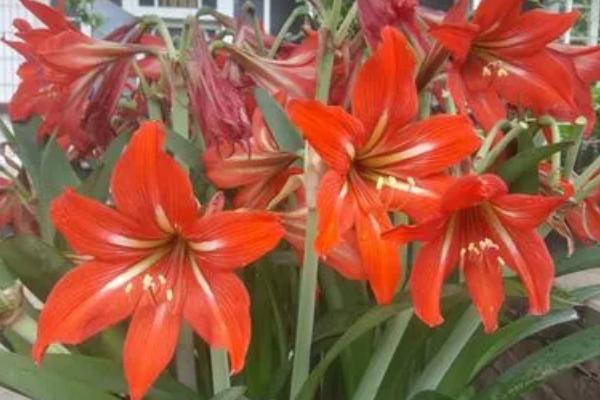 对儿红的养殖方法,每天要提供8小时左右的光照时长