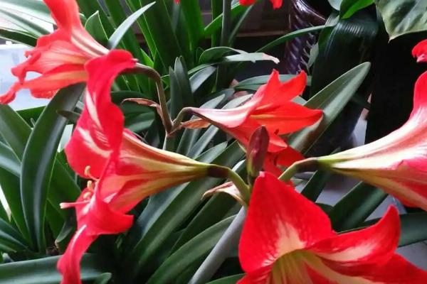 对儿红的养殖方法,每天要提供8小时左右的光照时长