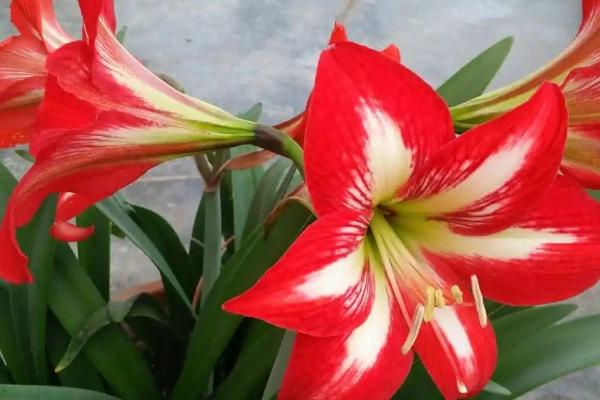 对儿红的养殖方法,每天要提供8小时左右的光照时长