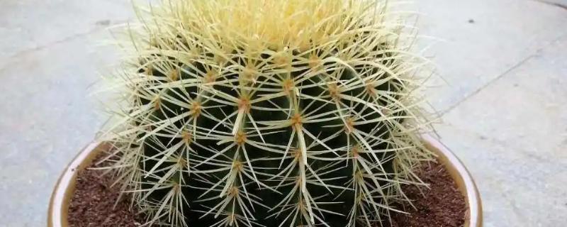 金琥仙人掌会结果吗，会结果但比较少见