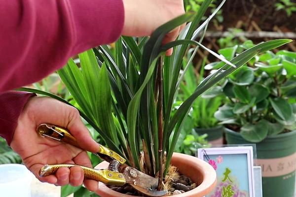 兰花的修剪方法，开花后可剪除花茎
