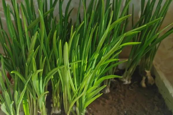 如何用土栽种蒜苗,养护的过程中需保证全天日照