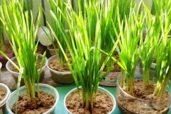 如何用土栽种蒜苗,养护的过程中需保证全天日照